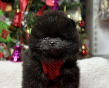 Pomeranian boo siyah ayicik teddy bear